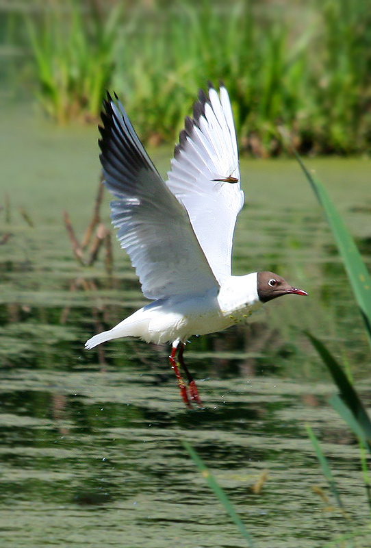 photo "***" tags: nature, wild animals