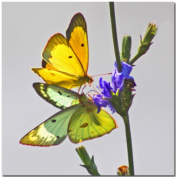 photo "Duo/Due" tags: nature, macro and close-up, insect