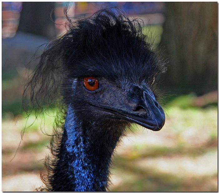 photo "Mad Mullet" tags: nature, wild animals