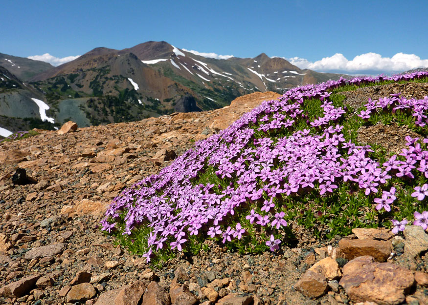 фото "Moss Campion in Flower" метки: пейзаж, природа, горы, цветы