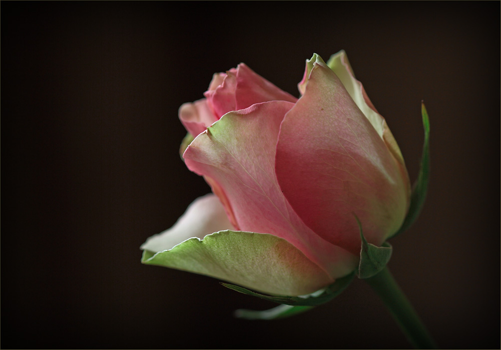 photo "Pink-green rose" tags: nature, flowers