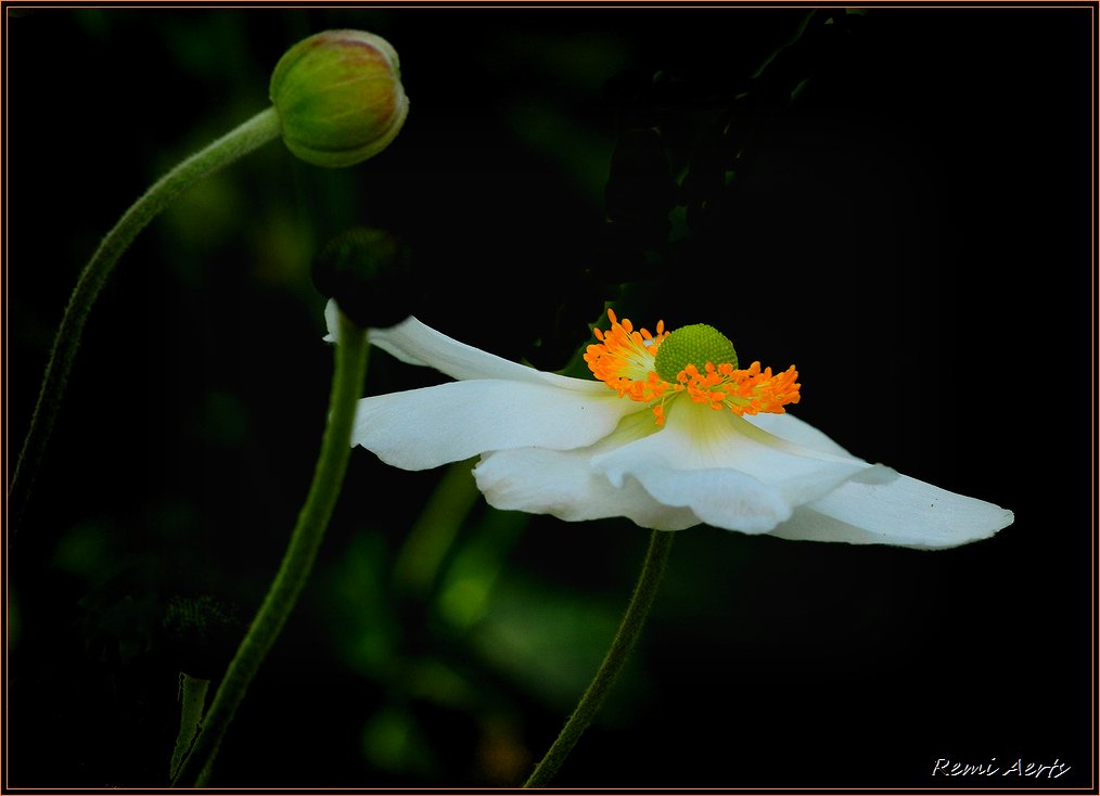 photo "***" tags: nature, macro and close-up, flowers