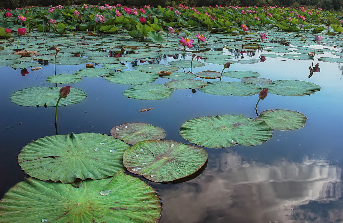 фото "Один день из жизни Nelumbo komarovii (10)" метки: природа, цветы