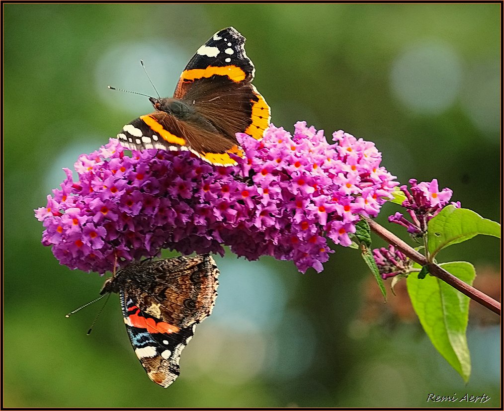 photo "***" tags: nature, macro and close-up, insect