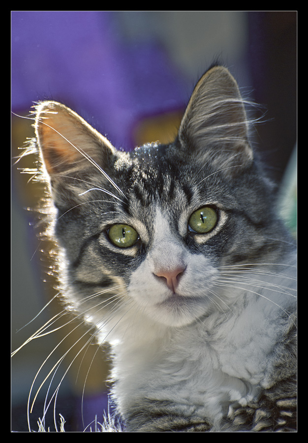 photo "A portrait of Moses" tags: portrait, nature, pets/farm animals