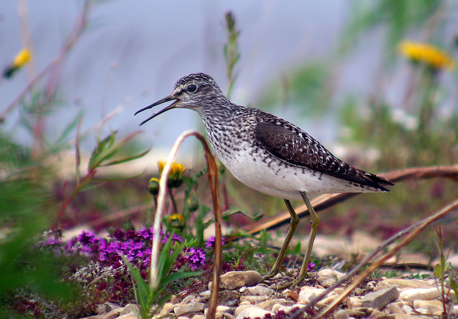 photo "***" tags: nature, wild animals