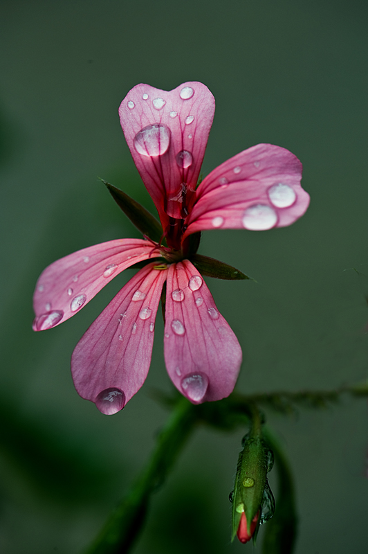 photo "***" tags: nature, flowers