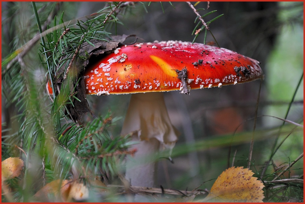 фото "Amanita muscaria" метки: природа, 