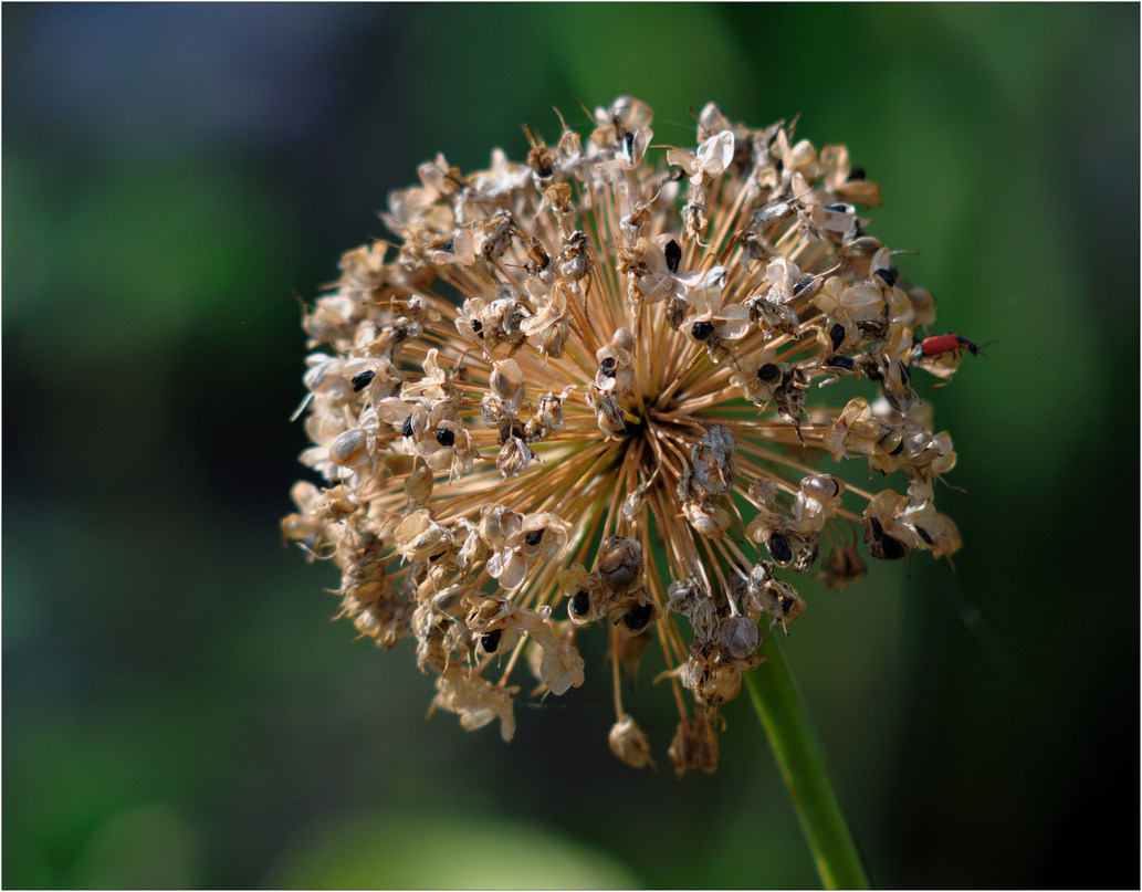 photo "***" tags: nature, flowers