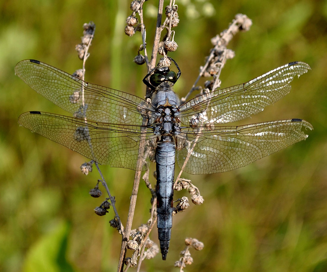 photo "***" tags: macro and close-up, nature, insect