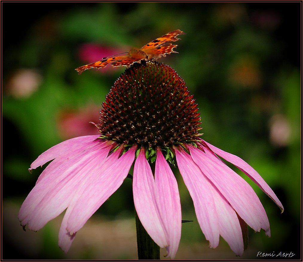 photo "***" tags: nature, fragment, flowers