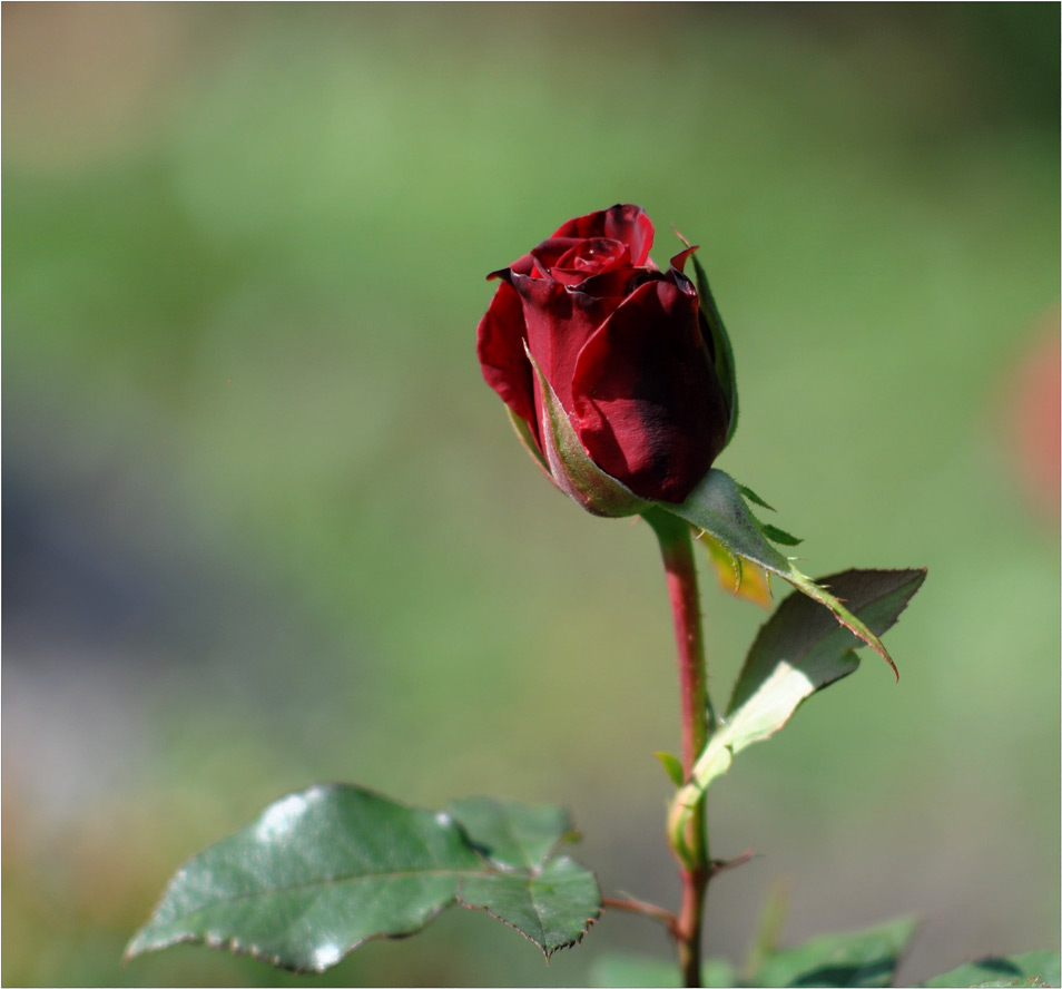 photo "***" tags: nature, flowers