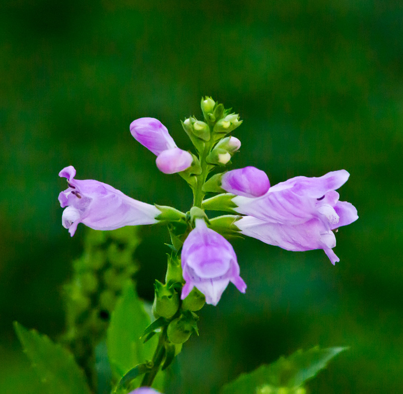 photo "***" tags: nature, flowers