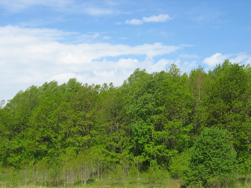 photo "***" tags: landscape, forest