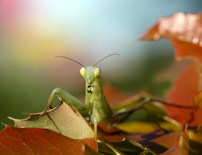 photo "Mantis religiosa" tags: nature, insect