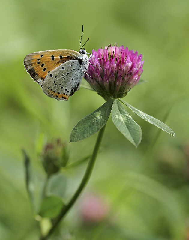 photo "***" tags: nature, insect