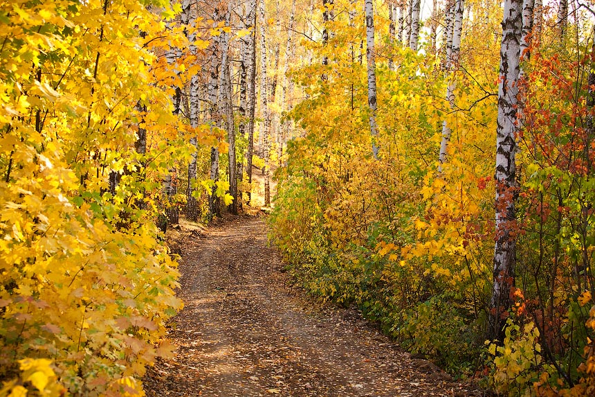 photo "Осень фото" tags: landscape, autumn, forest