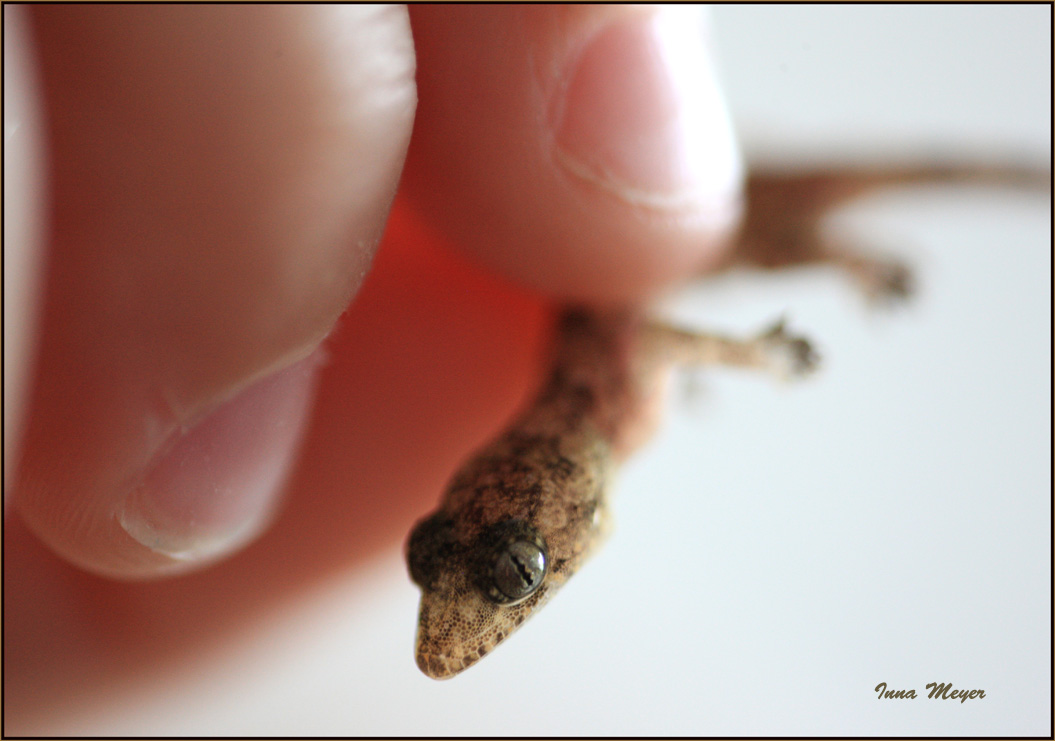 photo "tiny one" tags: macro and close-up, nature, insect