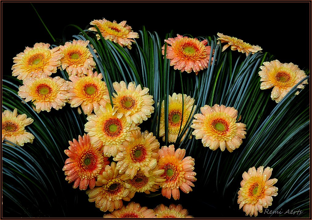 photo "flowers for the Lady" tags: nature, macro and close-up, flowers