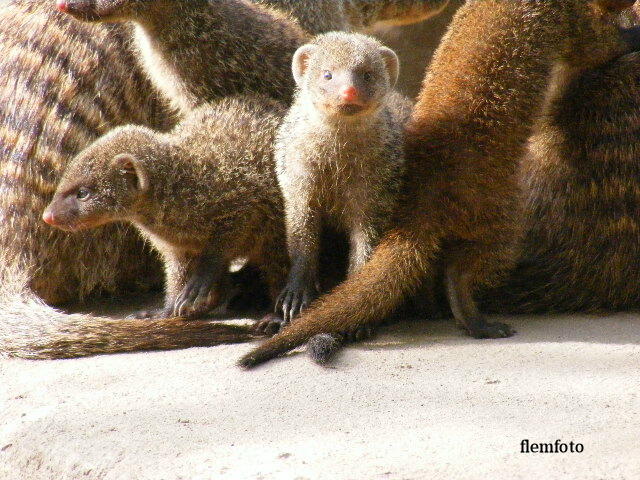 photo "Managusta." tags: , 