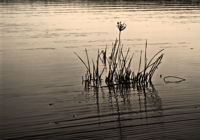 photo "***" tags: misc., 