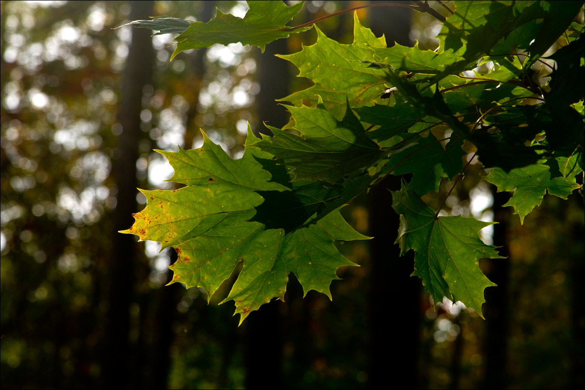 photo "25th September" tags: nature, flowers