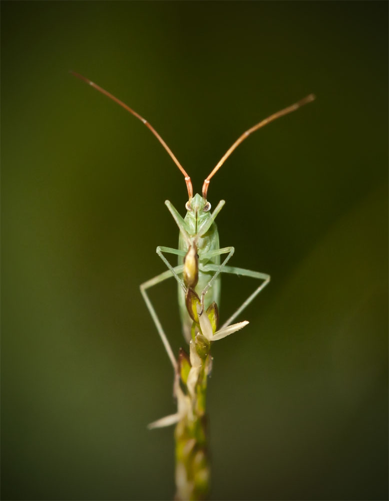 фото "insect" метки: природа, макро и крупный план, насекомое