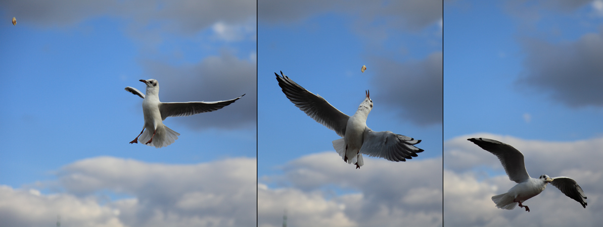 photo "Seagulls..." tags: travel, nature, Europe