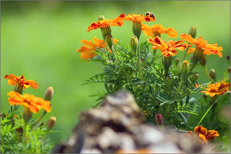 photo "***" tags: nature, flowers, insect