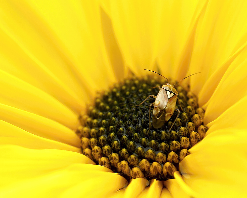 photo "Cердце" tags: nature, insect