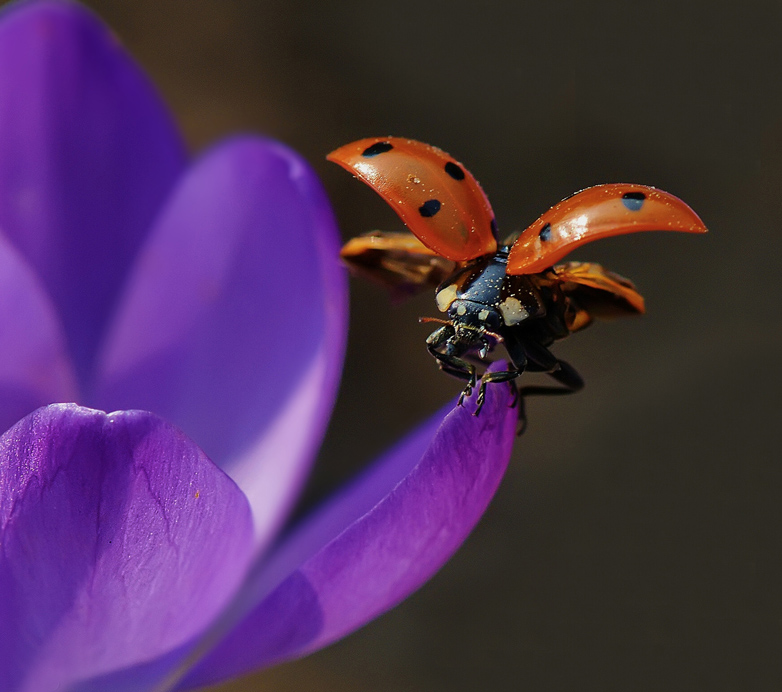 photo "***" tags: macro and close-up, nature, insect