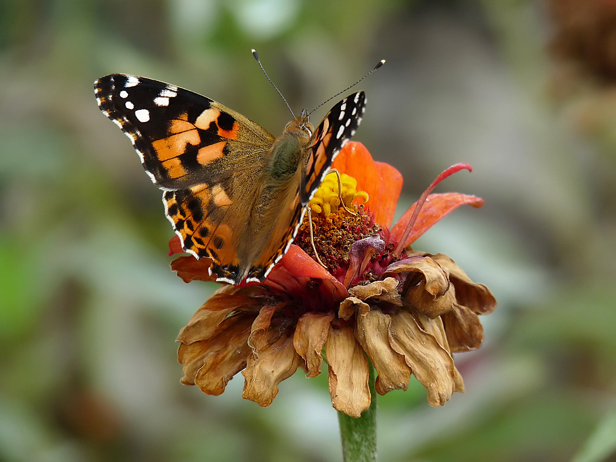 photo "***" tags: nature, insect