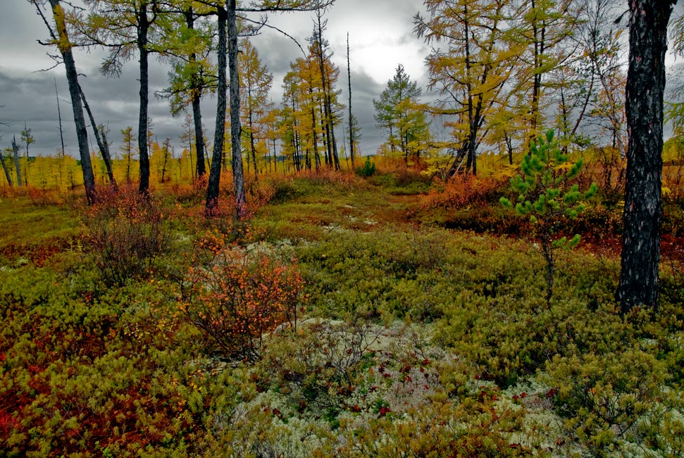 photo "***" tags: landscape, autumn, forest