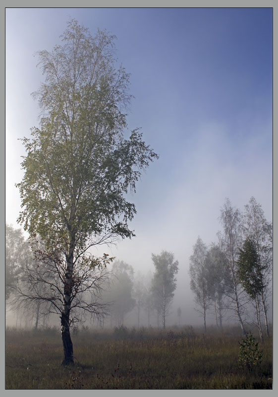 фото "Редколесье" метки: пейзаж, лес