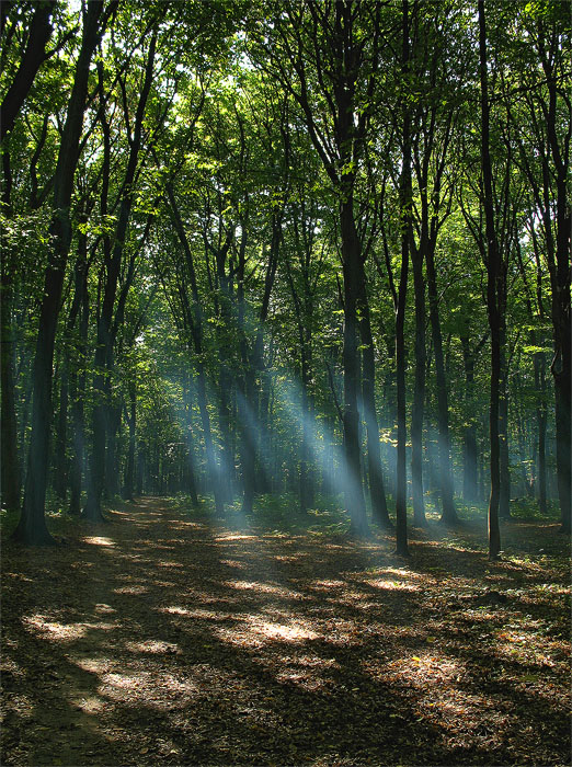 photo "Smoke in the forest" tags: landscape, autumn, forest