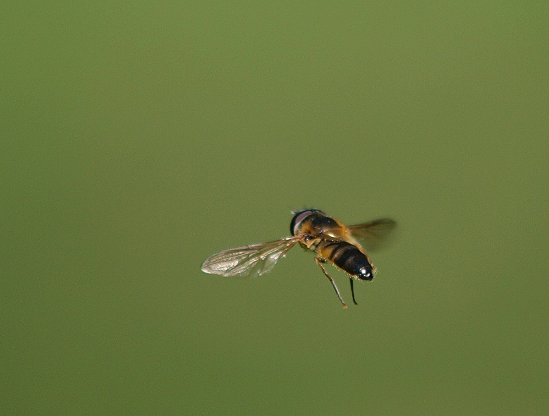 фото "In Flight" метки: природа, насекомое