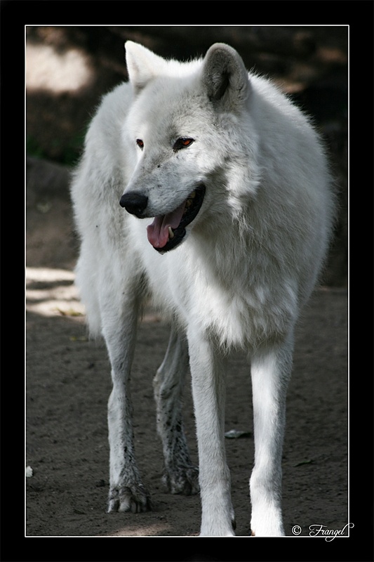 photo "White Wolf" tags: nature, wild animals