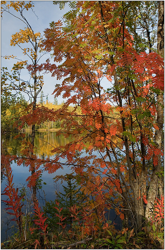 photo "Colors of autumn" tags: landscape, autumn, forest