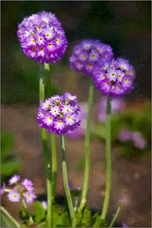 фото "Симпатичная семейка" метки: природа, digital art, цветы