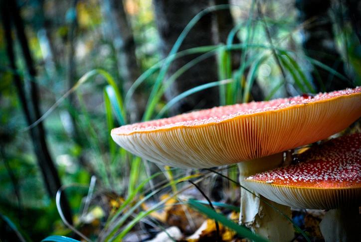 photo "***" tags: landscape, macro and close-up, autumn