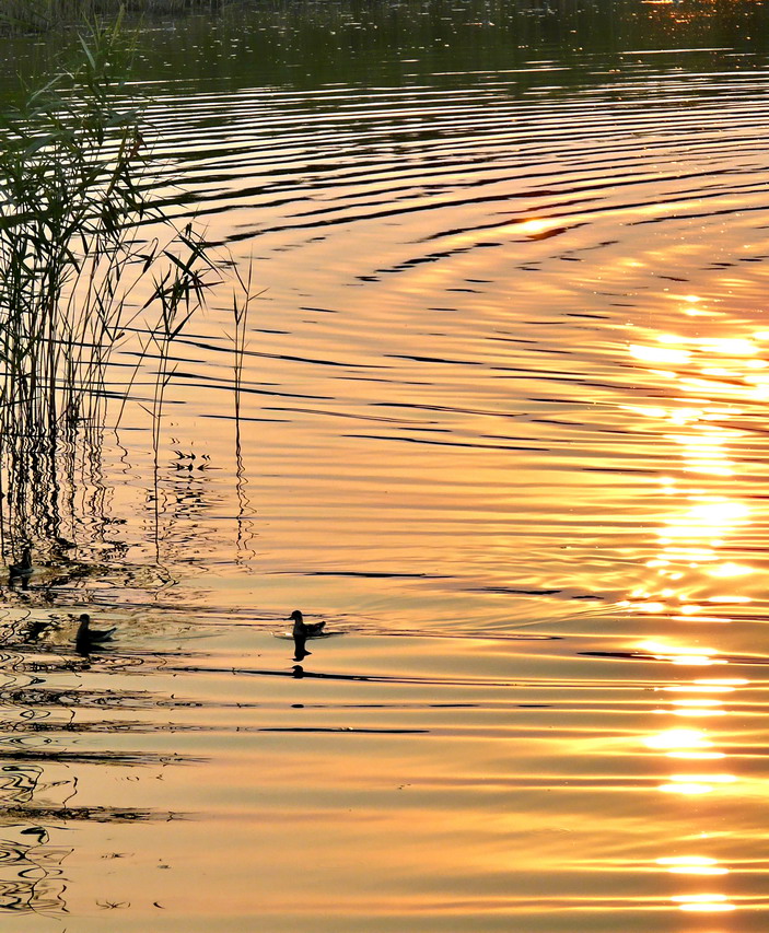 photo "***" tags: landscape, sunset