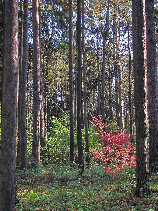 photo "At the Arkhangelskoe" tags: landscape, forest