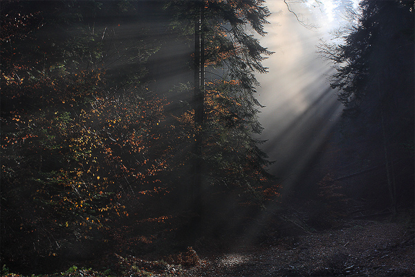 photo "Between darkness and light" tags: landscape, forest