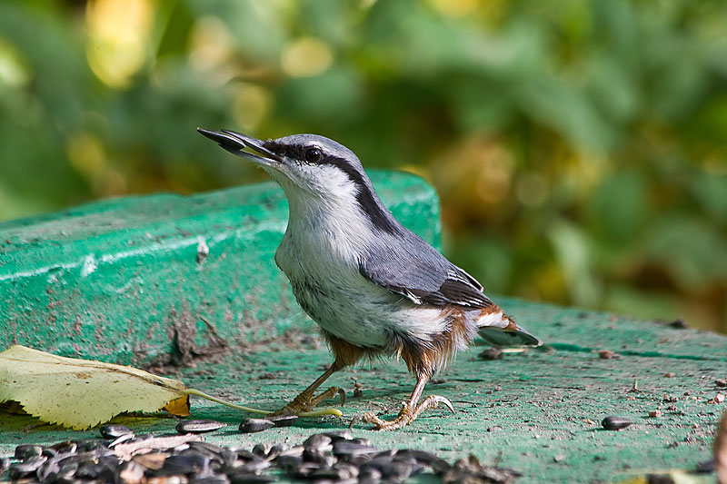 фото "Поползень (Sitta europaea)" метки: природа, дикие животные