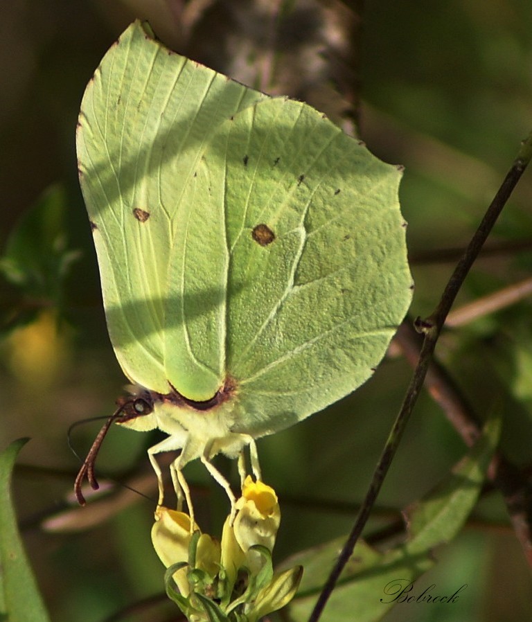 photo "Citron" tags: nature, wild animals