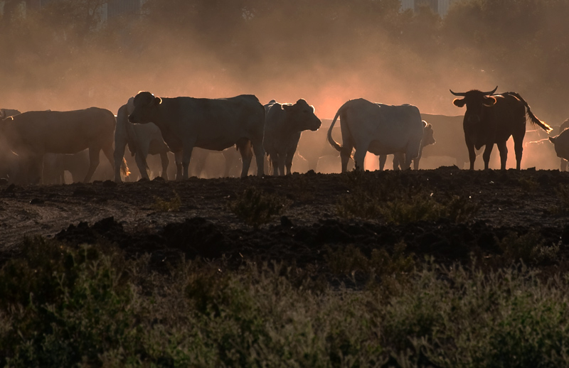 photo "BEEF" tags: nature, landscape, pets/farm animals, sunset