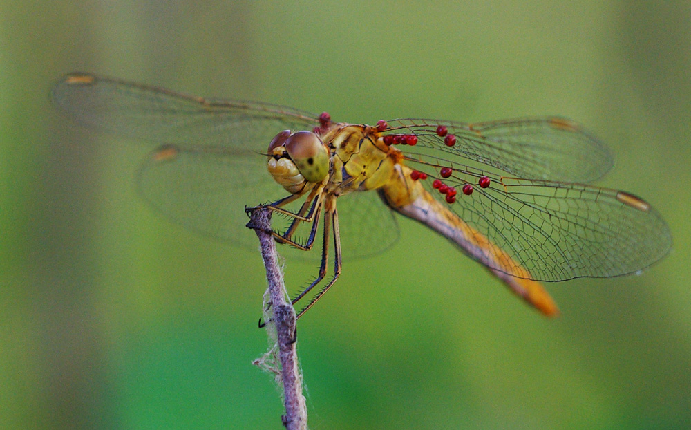 photo "Dragonfly with beads" tags: nature, macro and close-up, insect