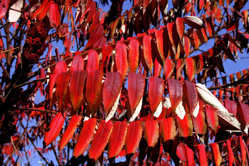 photo "The colours of autumn /" tags: landscape, nature, autumn, flowers