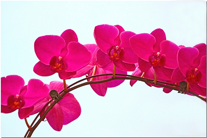 photo "Pink Orchids" tags: nature, still life, flowers