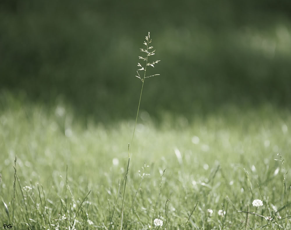 photo "***" tags: nature, genre, flowers